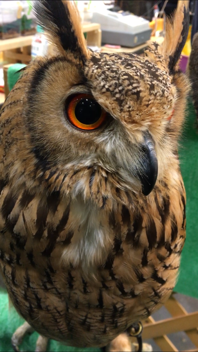 ジャパンレプタイルズショー（爬虫類展示即売会）＠ツインメッセ静岡