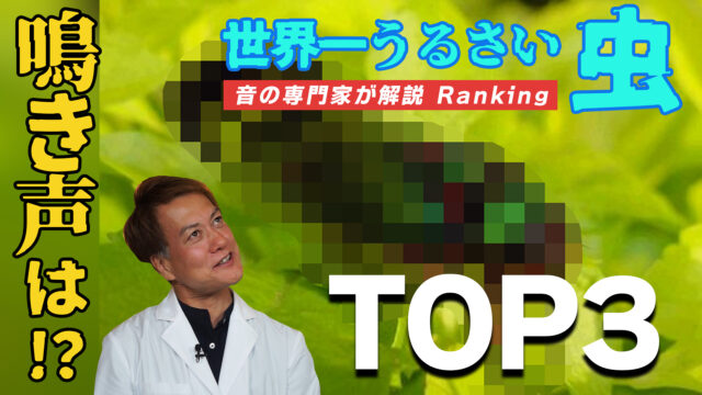 【爆音】地球上で最もうるさい虫ランキングTOP３【音専門家解説】